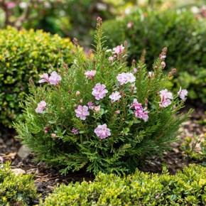 ��� ��������� �� �������� ���������� � ����: ������� ����� � �������