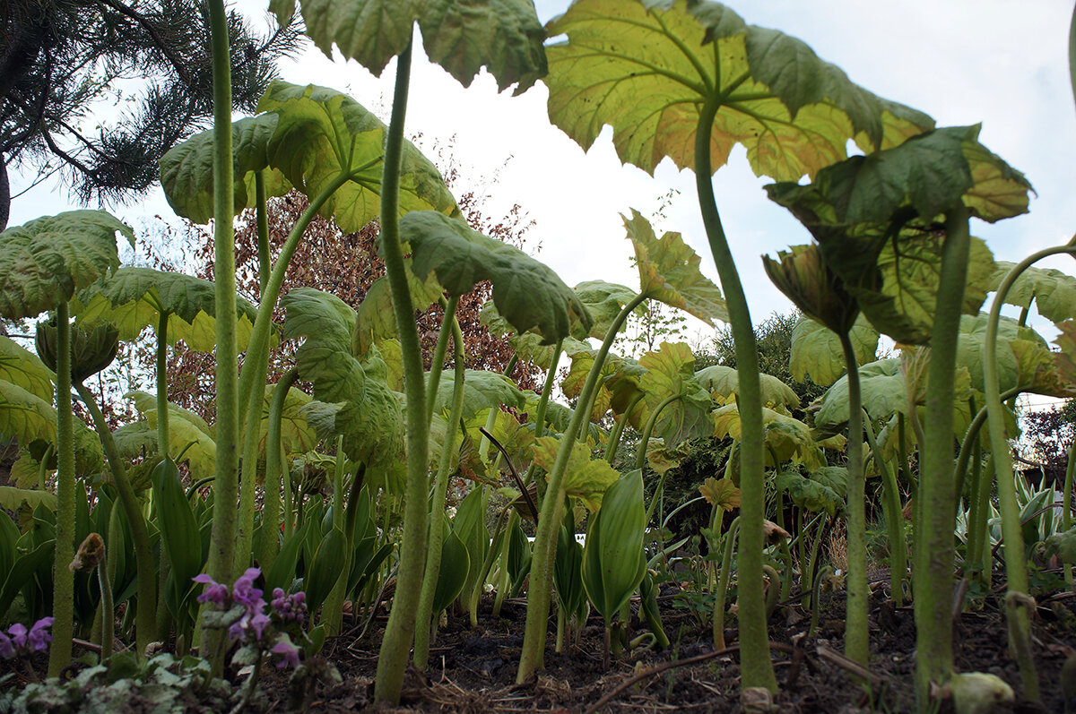 Откровение в саду: как астильбоидес стал настоящим сокровищем