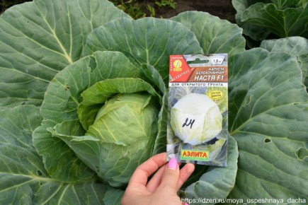 ������ �������� �������� ������� ����� F1: ������ ������ ��� ��������� ������