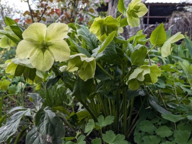 Садовые подарки: морозники от известных авторов каналов оживляют сад