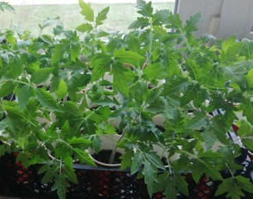 Как обеспечить здоровье рассады томатов: простые советы для огородников