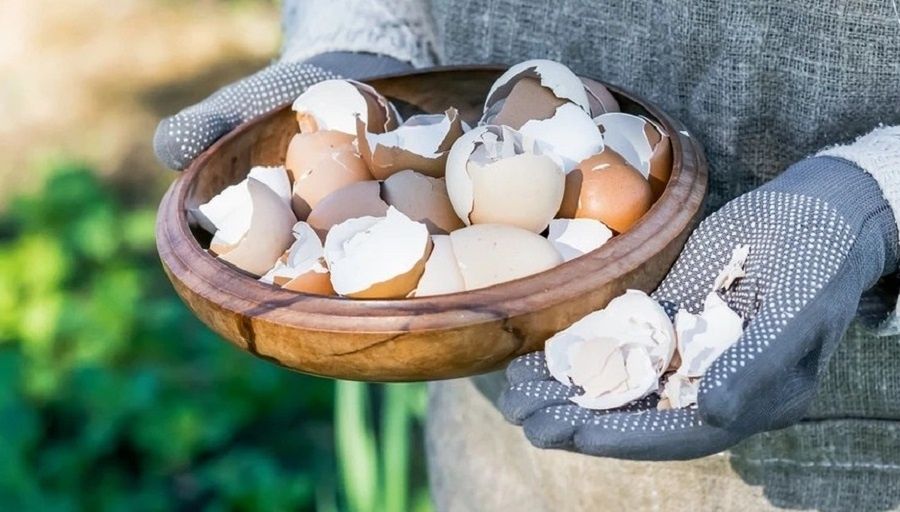Как использовать яичную скорлупу: 9 неожиданных идей для дома и дачи