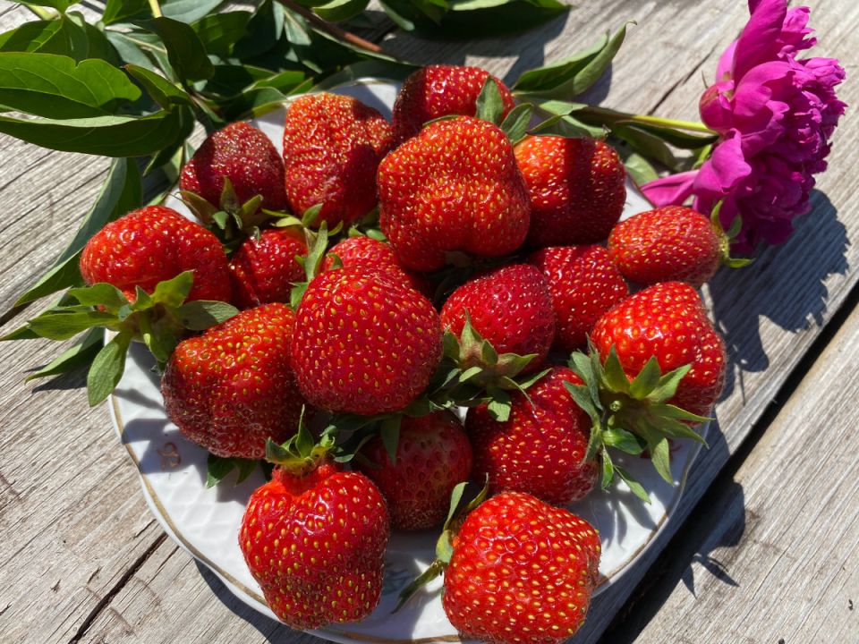 Как выбрать крупноплодную клубнику: советы для успешного выращивания