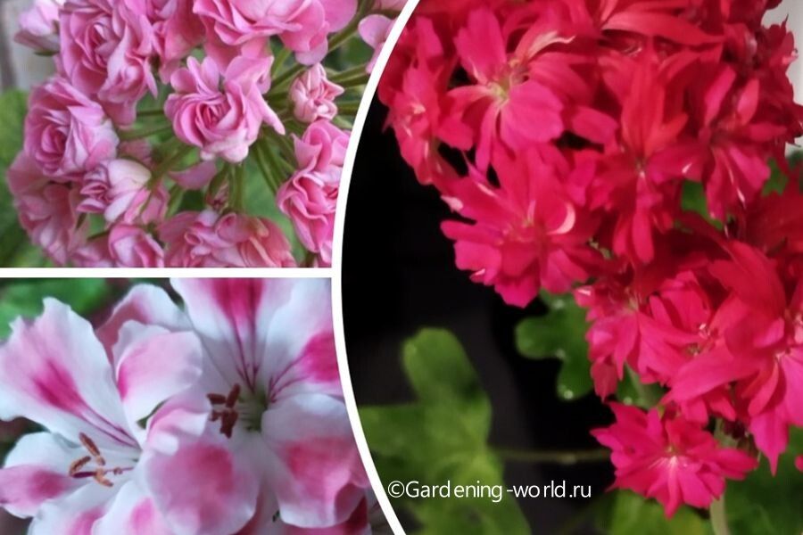 Как сохранить здоровье герани в жару: простые советы