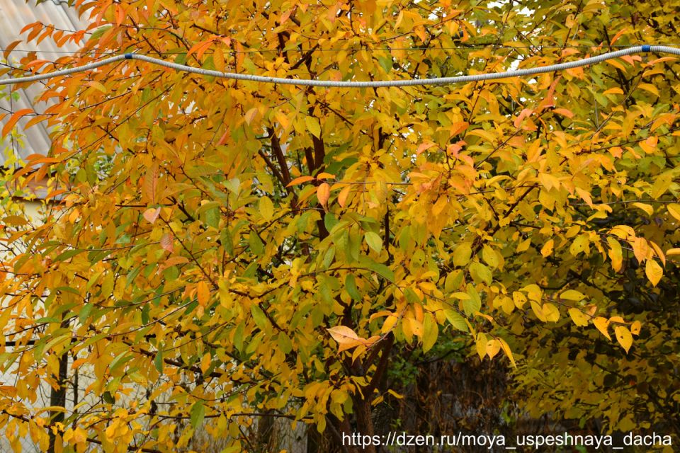 Осеннее обрезание: когда и как защитить сад от вредителей