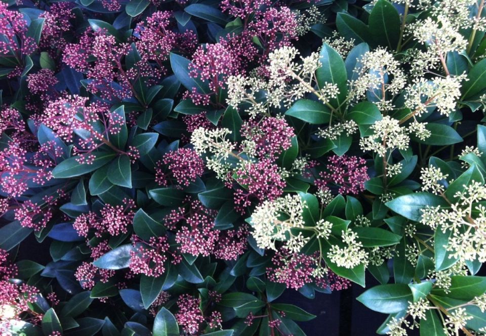 Скиммия: волшебное украшение вашего дома и сада