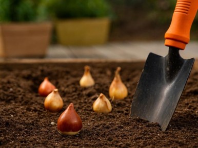 Золотая армия весны: как правильно посадить тюльпаны для яркого цветения