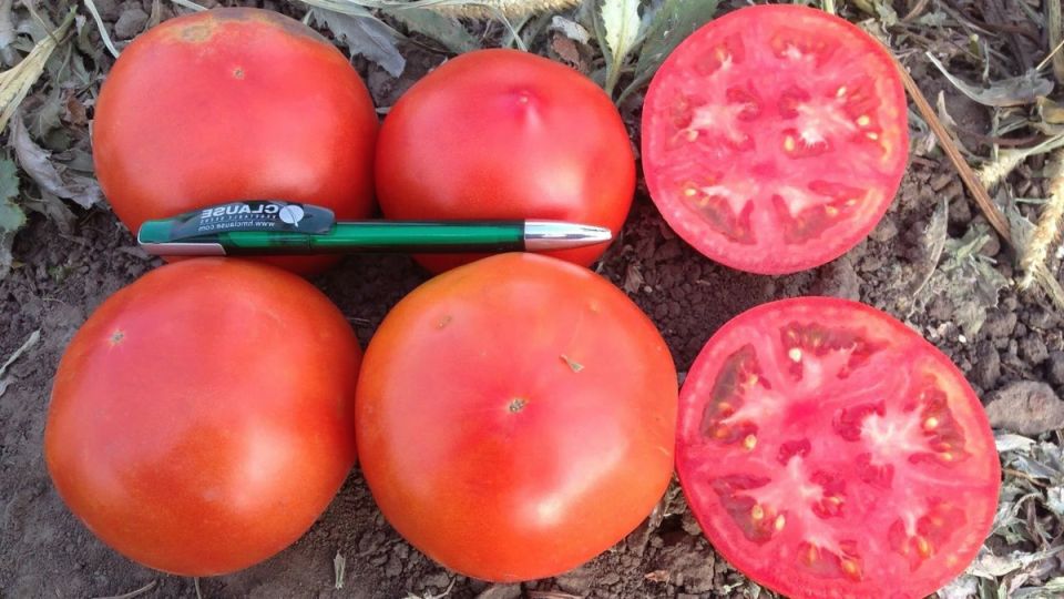 Лучшие низкорослые томаты для ленивых дачников: самые плодоносящие сорта