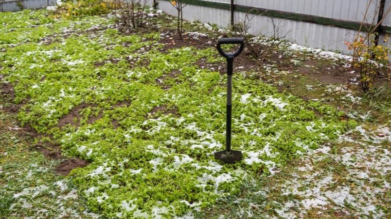 �������� ������: ���������� � ����� ��� �������� �� �����������?