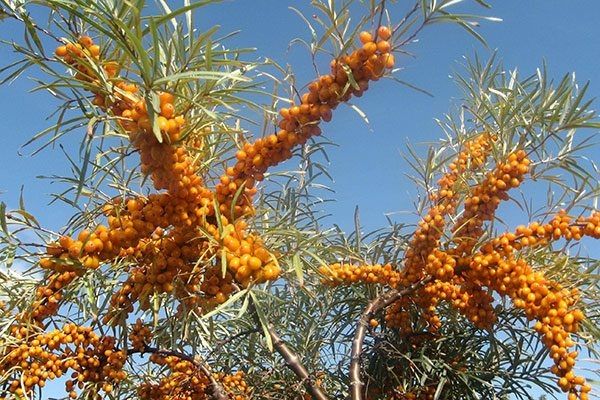 Облепиха Витаминная: секреты успешного выращивания