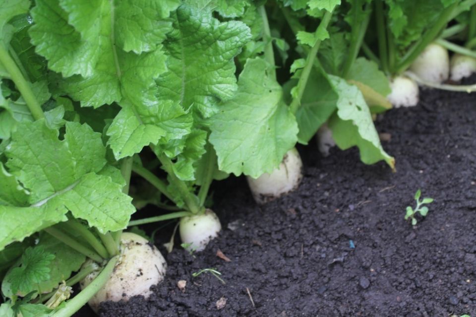 ����� ������ ����� �������� �� ������� � �������