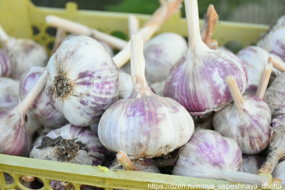 Правильная подготовка грядки для чеснока: секреты успеха и удобрения