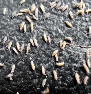 ��������� ���������: ��� ����� ������ � ��� � ���� ��������?