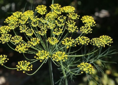 ������ �� �������: ���� ����� �� ������ ����� � �������