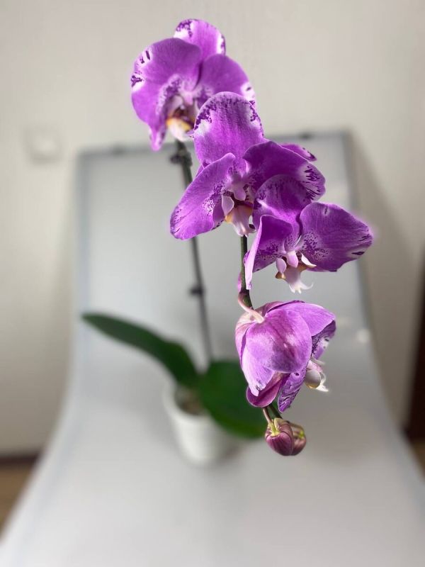 ��� ������� ��������� ������� � ��������: ������ ��� ����������