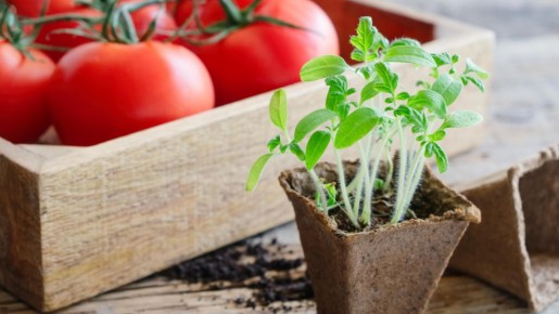 �������� �������� ��� ���� ��� ���� ������ ������� �������: ������� ����� ���