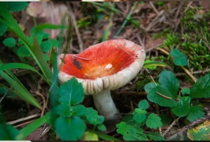 ���������� �����: �������� �������, ��������� �� �������� �����