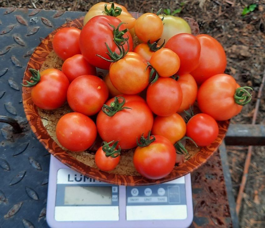 Томат Быстренок: идеальный выбор для скороспелых урожайных релизов