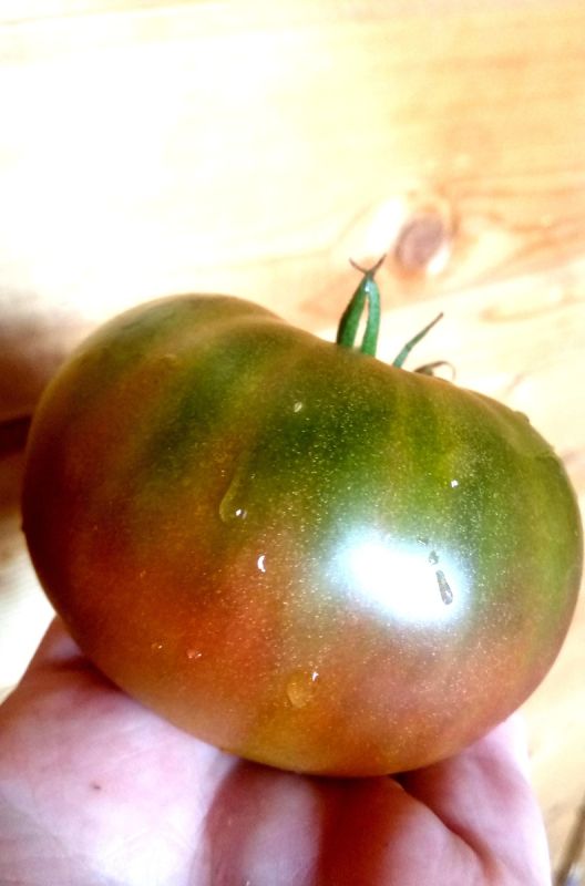 Томат 'Бурый медведь': экзотика на вашем участке