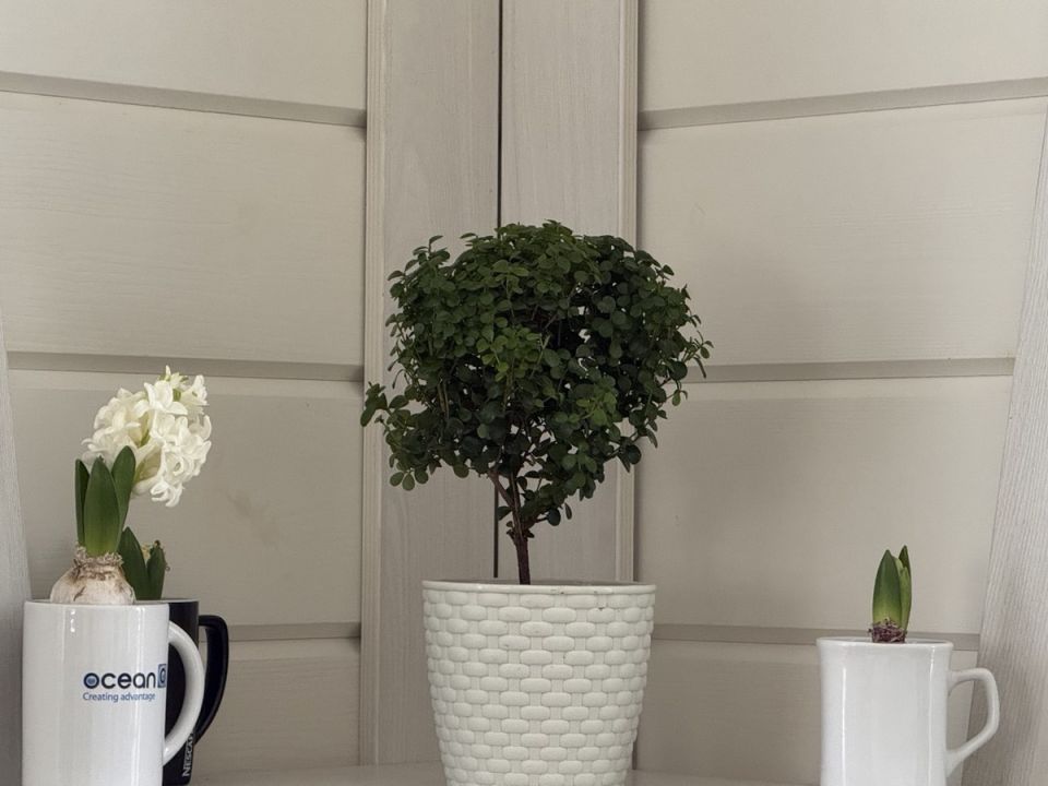 ������ ���� ������������ � ��������� �������� ��� ������ ����