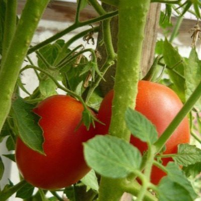 ����� ��������� ������: ������� ��������� ����� � ����������� ������