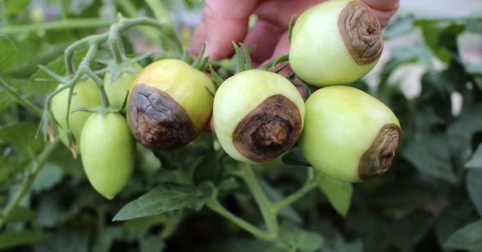 ��������� ����� �������: ��� ���������� � ���� ��������� � �������� ������ ������