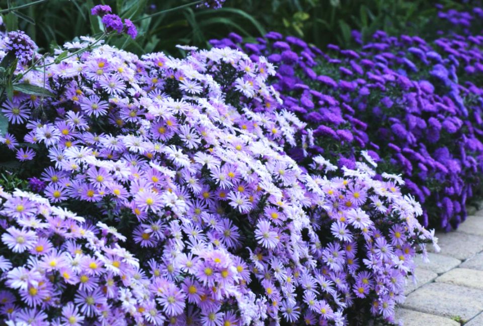 ����������� ����� ��� �������� �����������: ��������, ������� ������ �� �������