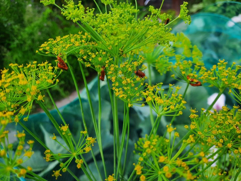 Как вырастить укроп на даче: секреты и хитрости для обильного урожая