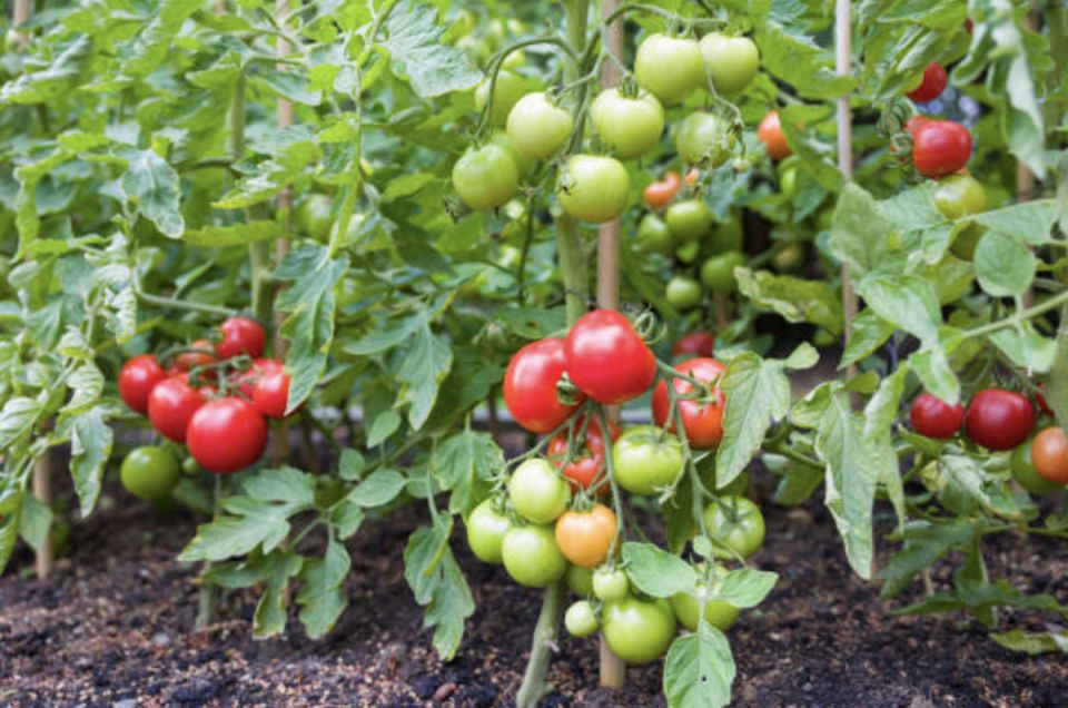 Как получить обильный урожай томатов