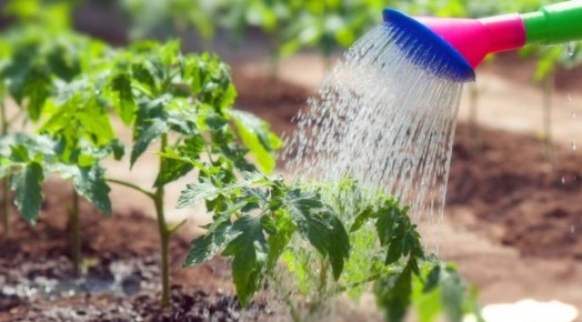 Успешная пересадка томатов: простая формула для борьбы со стрессом