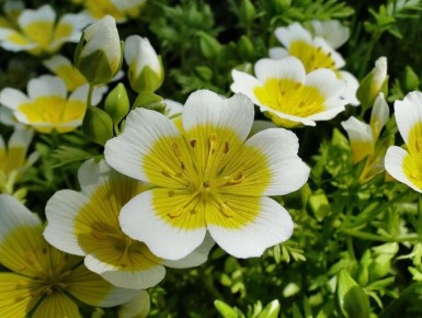 Цветы для любого сада: даже на скудной почве