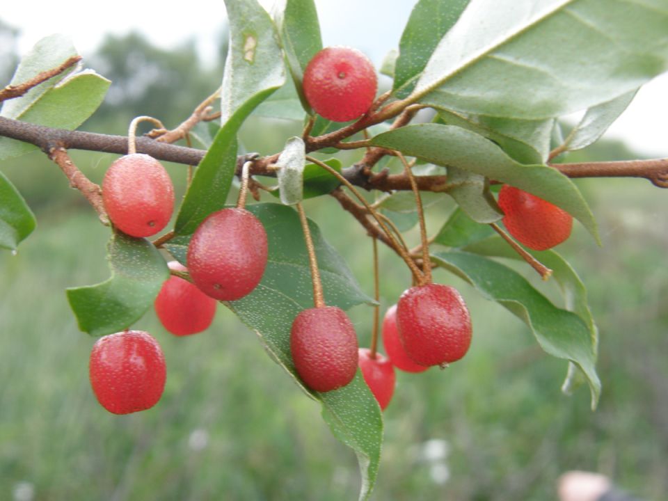 Гуми: полезные свойства и секреты успешного выращивания