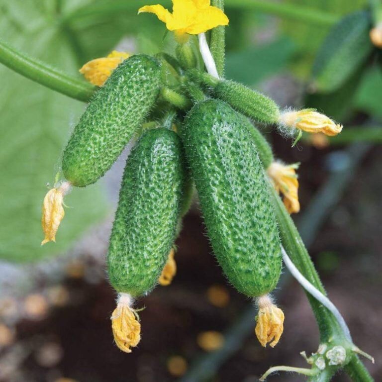 5 огурцов, от которых все в восторге: как вырастить нежные плоды без горечи