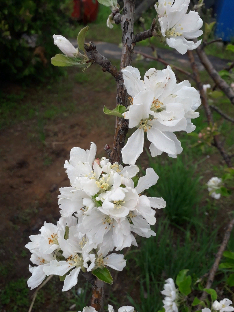 Как превратить сад в цветущий оазис: секреты весенней обрезки