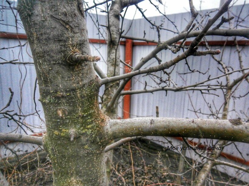 Секреты весенней подкормки яблонь: Как добиться рекордного урожая