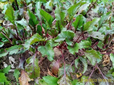 Как сохранить свёклу на зиму: секреты, которые знают не все