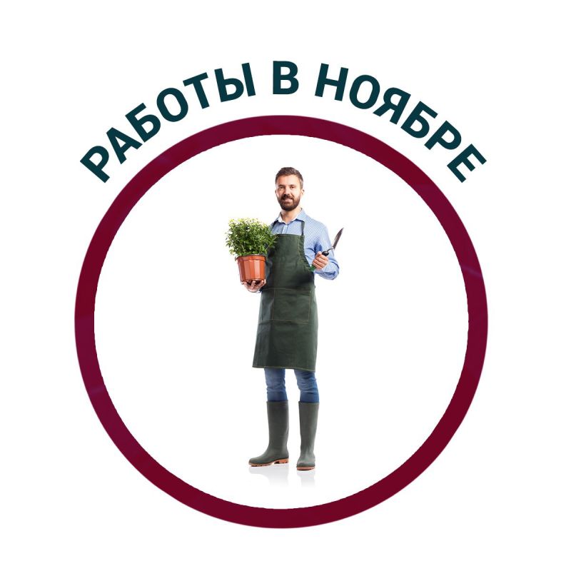 Ноябрь в саду: основные работы для сохранения урожая