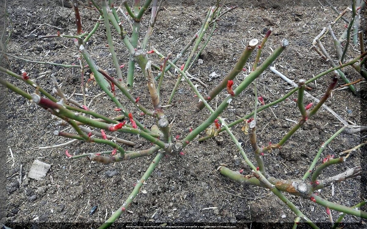 Как позаботиться о розах весной: советы по уходу и реабилитации