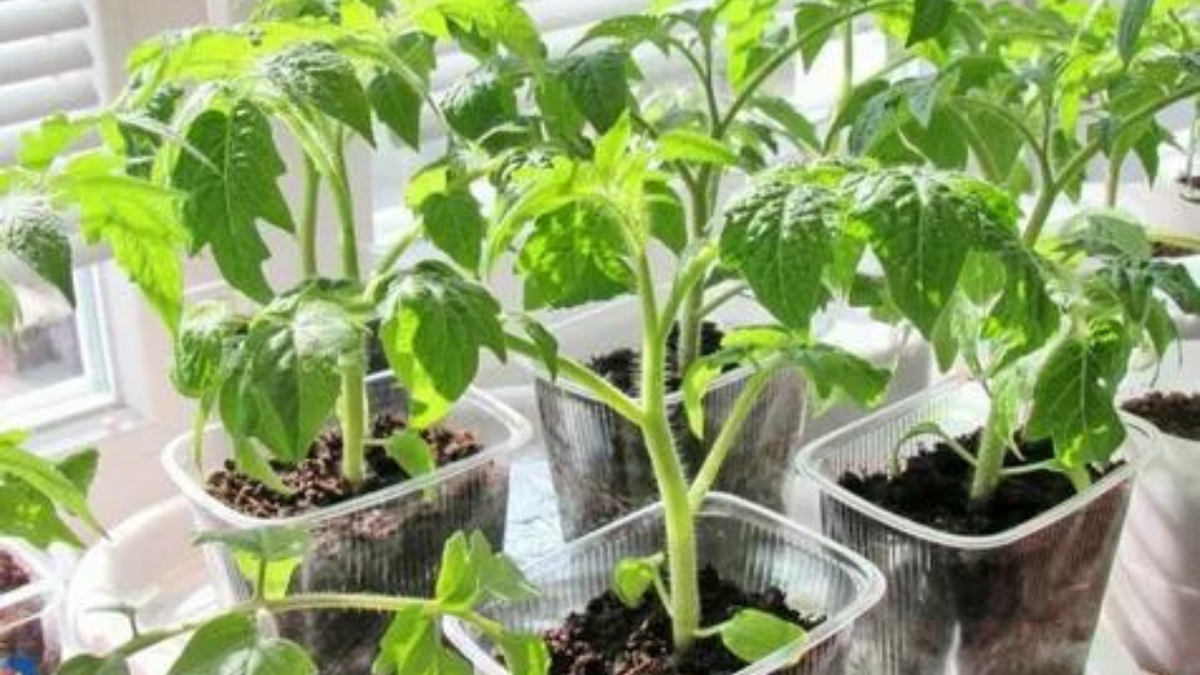 Секрет коренастой рассады: простой трюк, который удивит даже опытных огородников