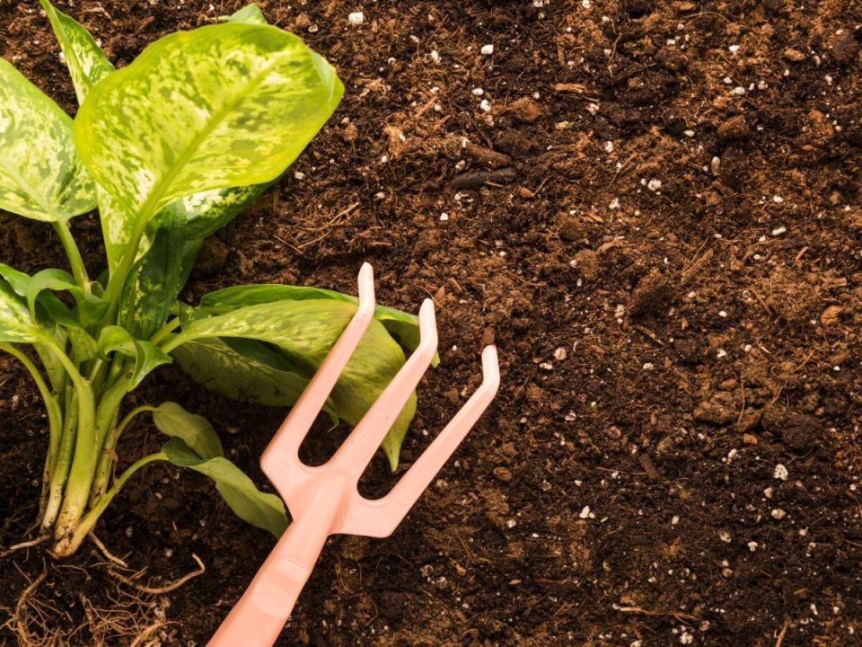 Муравьи могут исчезнуть за ночь: что их отпугивает