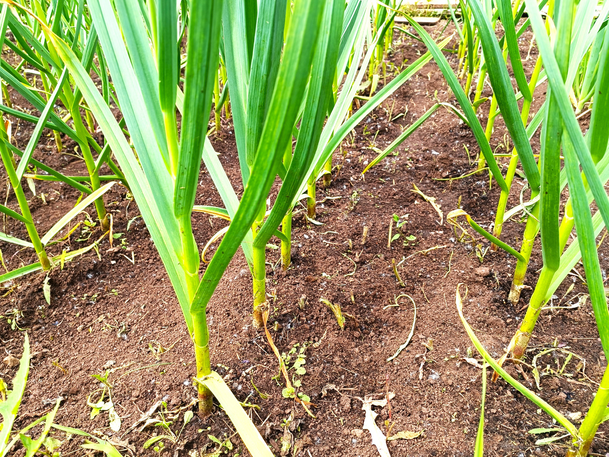 Когда и как правильно убрать чеснок в июле?