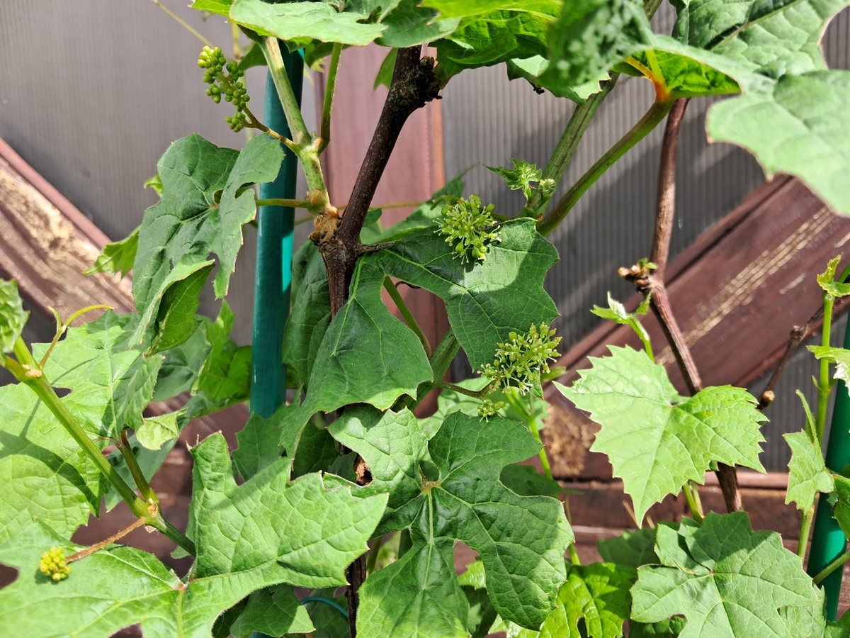 Как я превратила свой виноградник в настоящий урожайный рай: 5 простых секретов