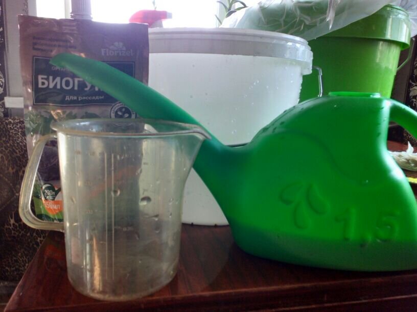 Как правильно подкармливать рассаду: советы и секреты