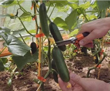 Как вырастить идеальные огурцы без шипов: секреты и советы