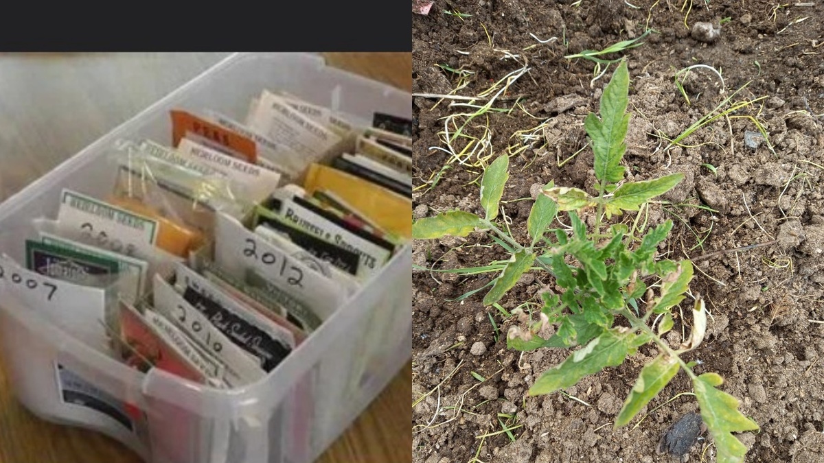 Как 5 лет неудач с семенами помидоров привели к пониманию лучших сортов