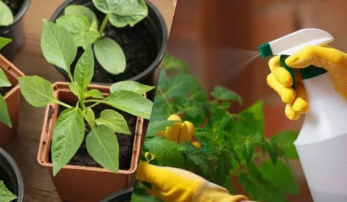 Как защитить вашу рассаду от вредителей и болезней: секреты успешных садоводов