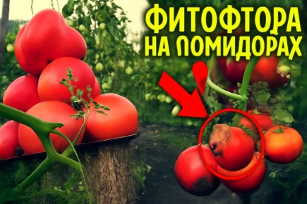 ��� � ���� ���� �������� �� ��������� ��������� ����������� �������