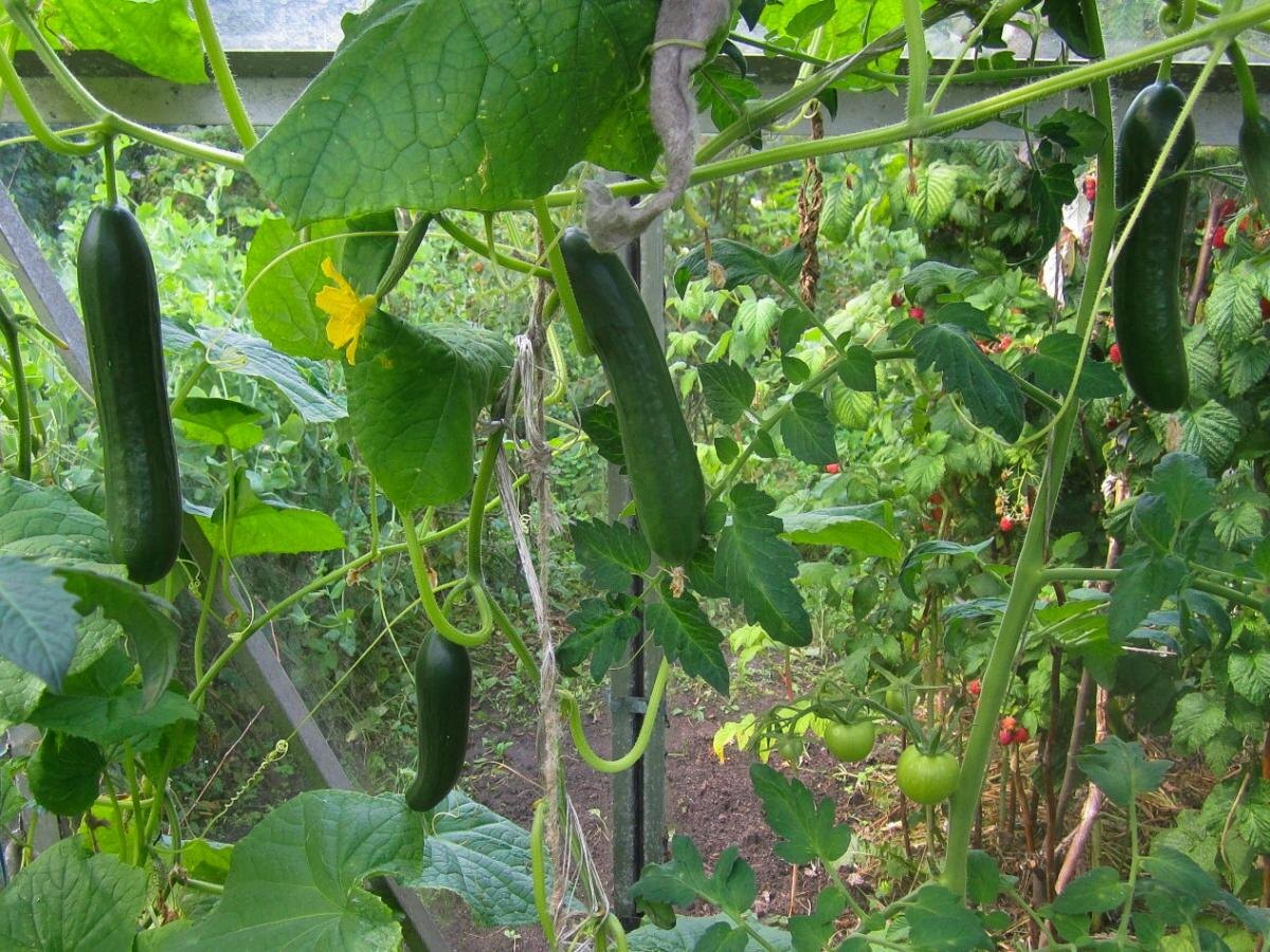 Как спасти огурцы после пересадки: эффективные советы для дачников