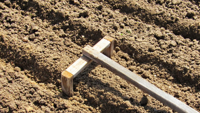 Доступные секреты успешной посадки озимого чеснока