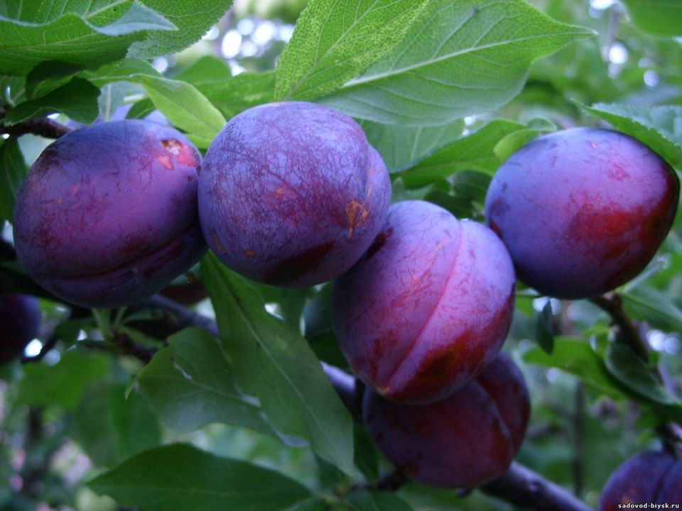 ��� ��������� �������� ������: ������ �� �����